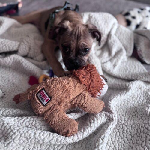 Enlarge Miranda, a Adoptable mixed breed in Seattle, WA image 2/3