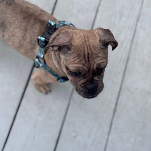 Enlarge Miranda, a Adoptable mixed breed in Seattle, WA image 3/3