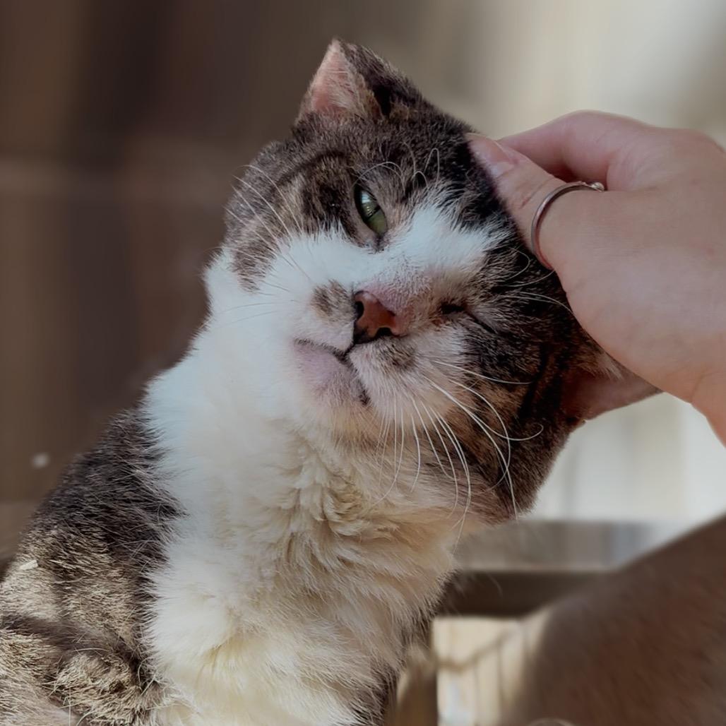 Old Greg, Adoptable, Adult Male Domestic Short Hair.