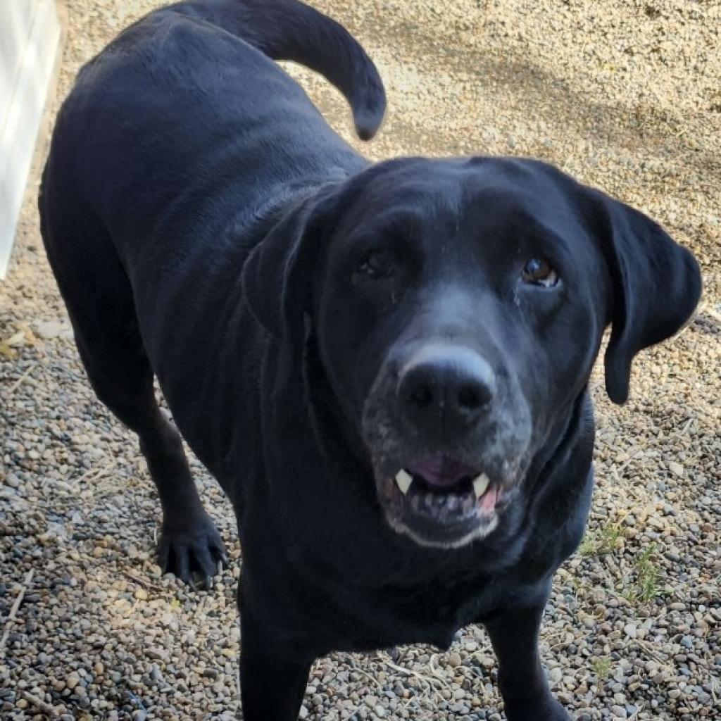Aria, Adoptable, Senior Female Black Labrador Retriever.