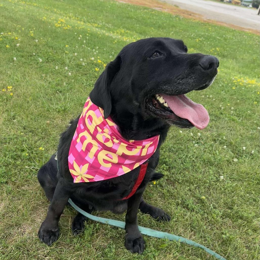 Enlarge Aria, a Adoptable Black Labrador Retriever in Chariton, IA image 3/6