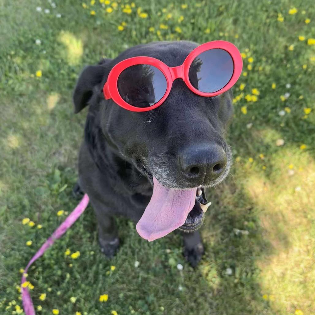 Enlarge Aria, a Adoptable Black Labrador Retriever in Chariton, IA image 1/6