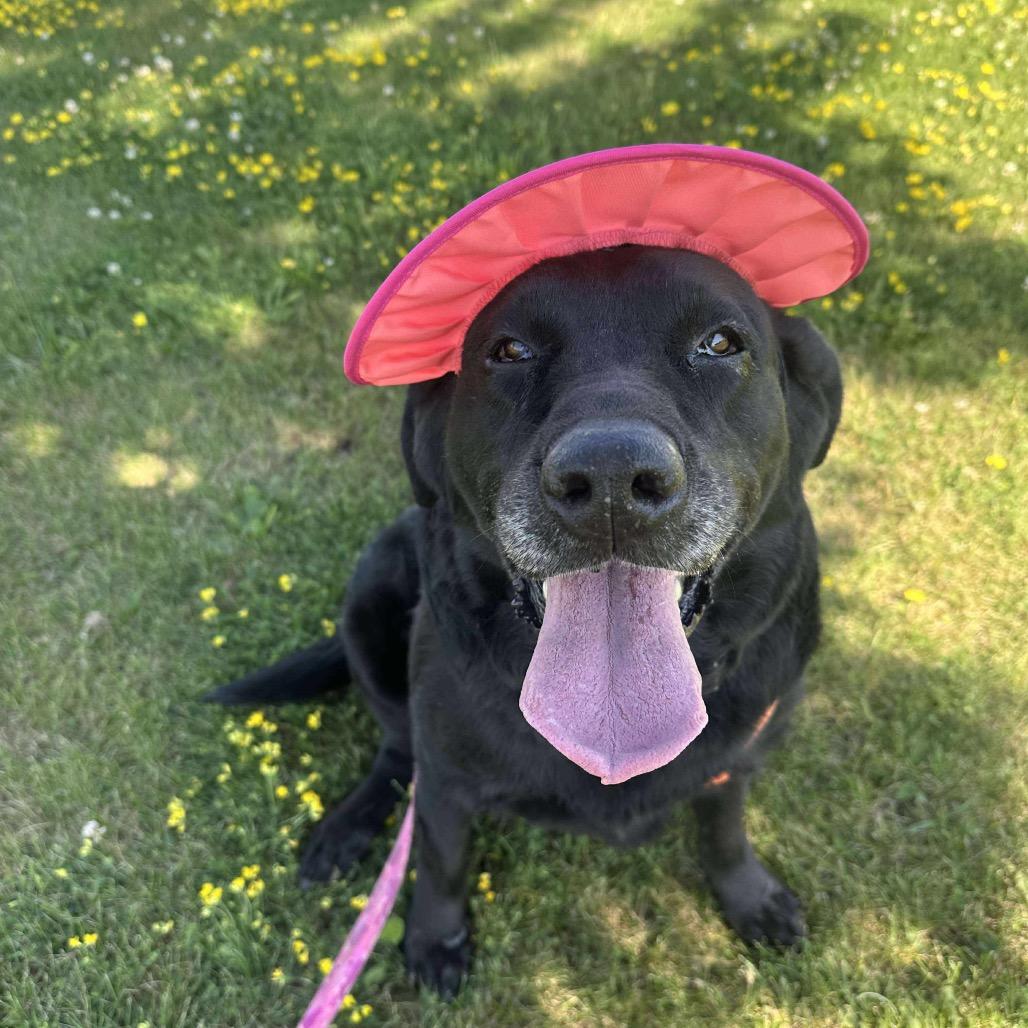 Enlarge Aria, a Adoptable Black Labrador Retriever in Chariton, IA image 5/6