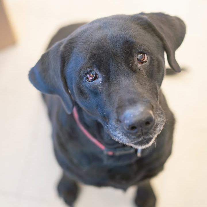 Enlarge Aria, a Adoptable Black Labrador Retriever in Chariton, IA image 3/6