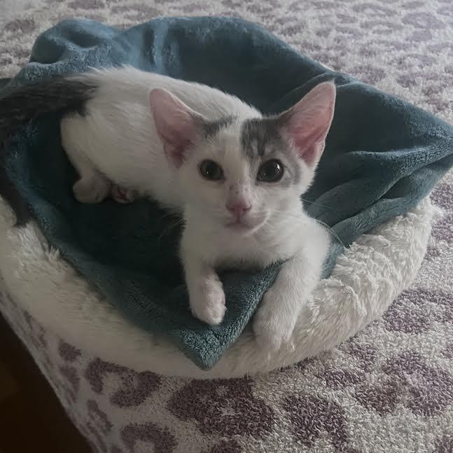 Adi (Marcelle), Adoptable, Kitten Female Turkish Van.