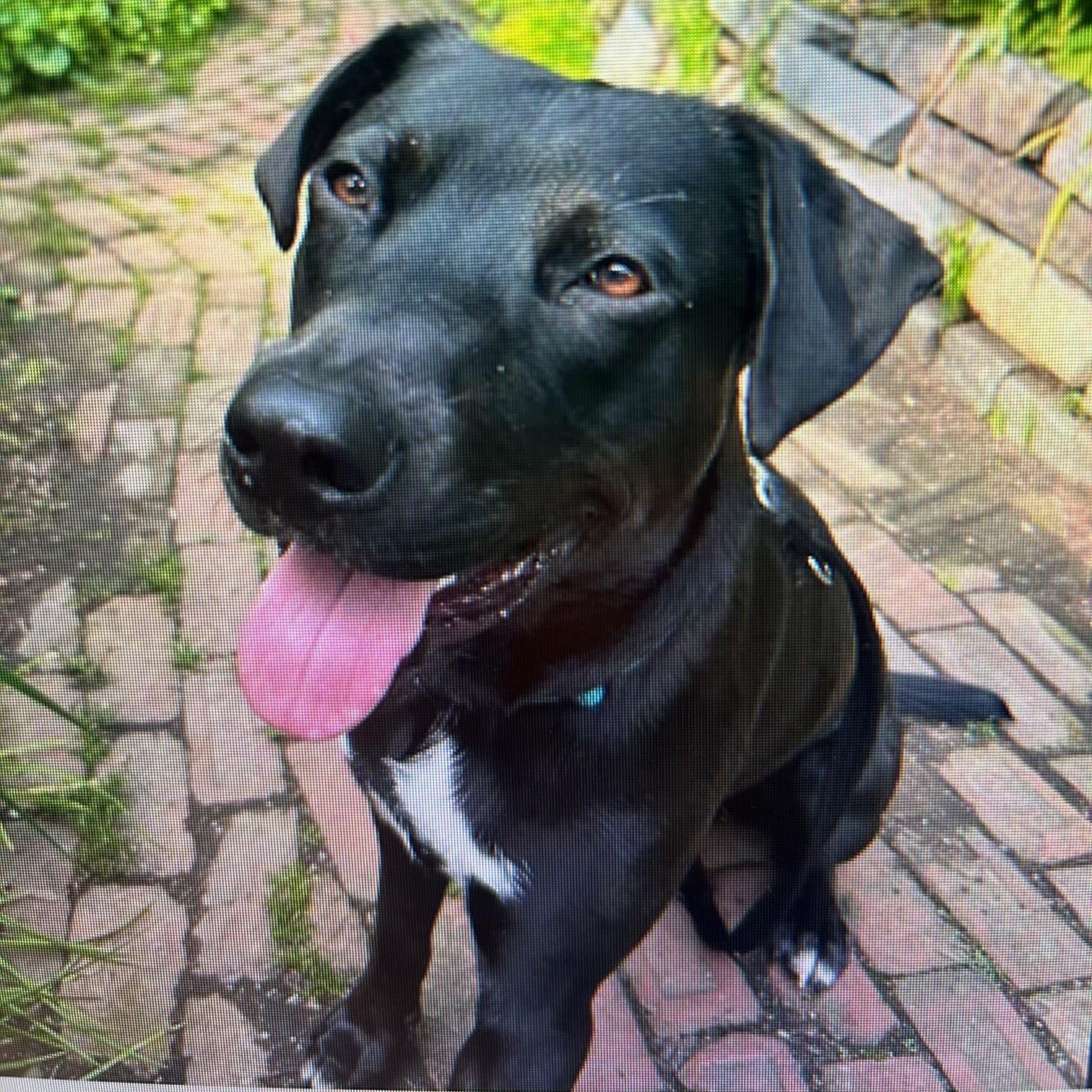 Bernie, ADOPTABLE, Young Male Pit Bull Terrier.