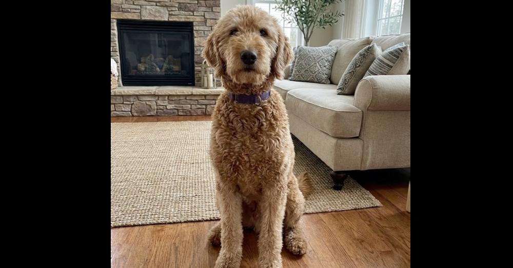 Honey - Foster to Adopt, Adoptable, Adult Female Golden Retriever & Poodle.