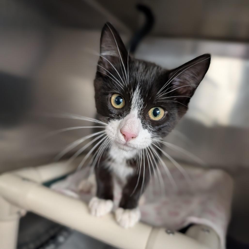 Bishop, an adopted Domestic Short Hair in Cape Girardeau, MO image 1/2
