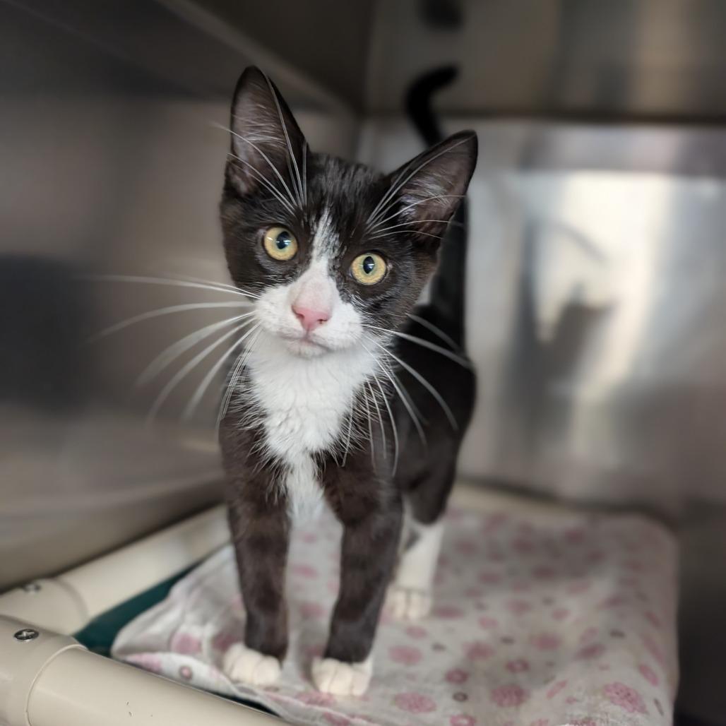 Bishop, an adopted Domestic Short Hair in Cape Girardeau, MO image 2/2