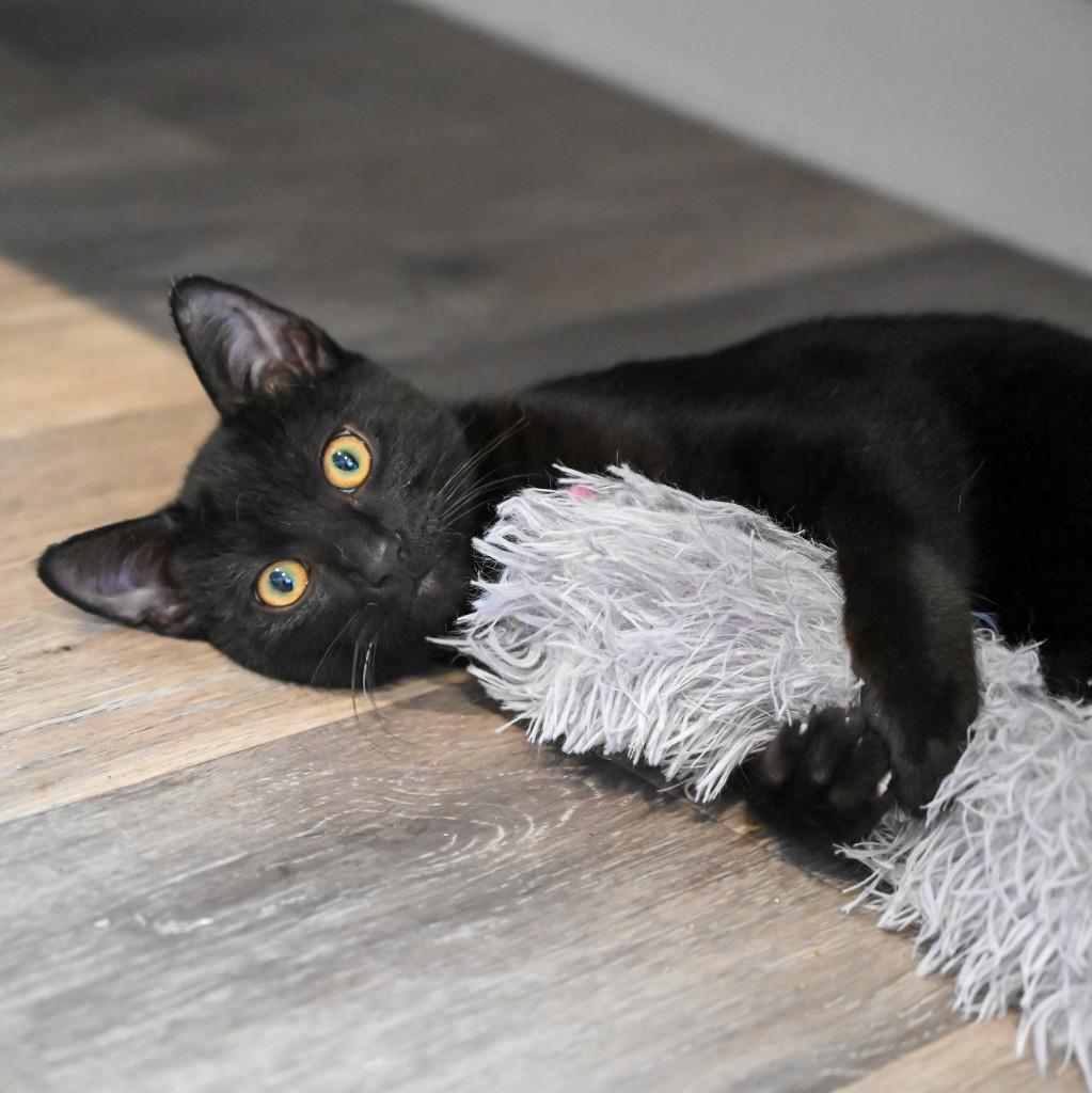 Bingo, Adopted, Kitten Male Domestic Short Hair.