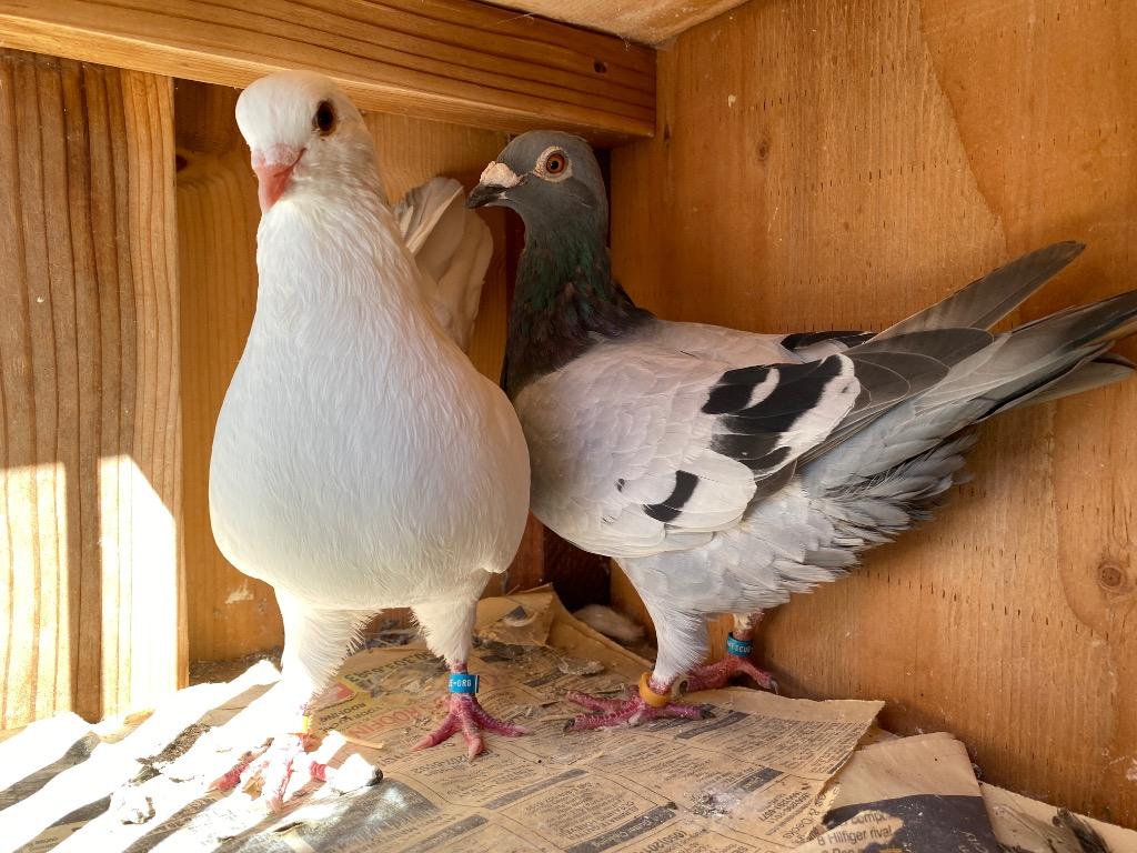 Jessie w/Cooper, Adoptable, Adult Female Pigeon.