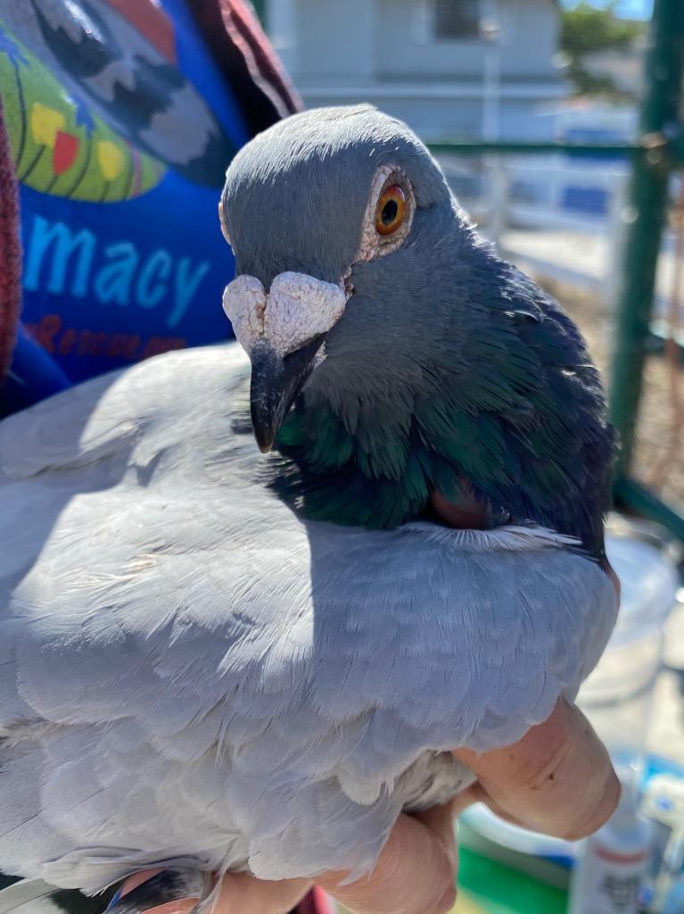 Enlarge Jessie w/Cooper, a Adoptable Pigeon in San Francisco, CA image 4/4
