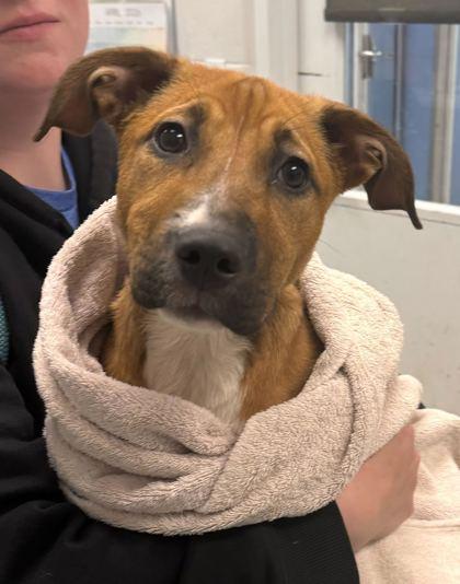 Summer, Adoptable, Puppy Female Mixed Breed & Mixed Breed.