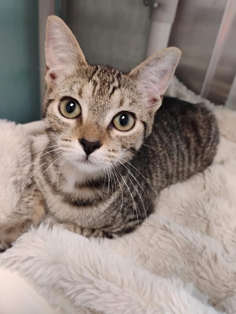 Rolo, Adoptable, Kitten Female Domestic Short Hair.