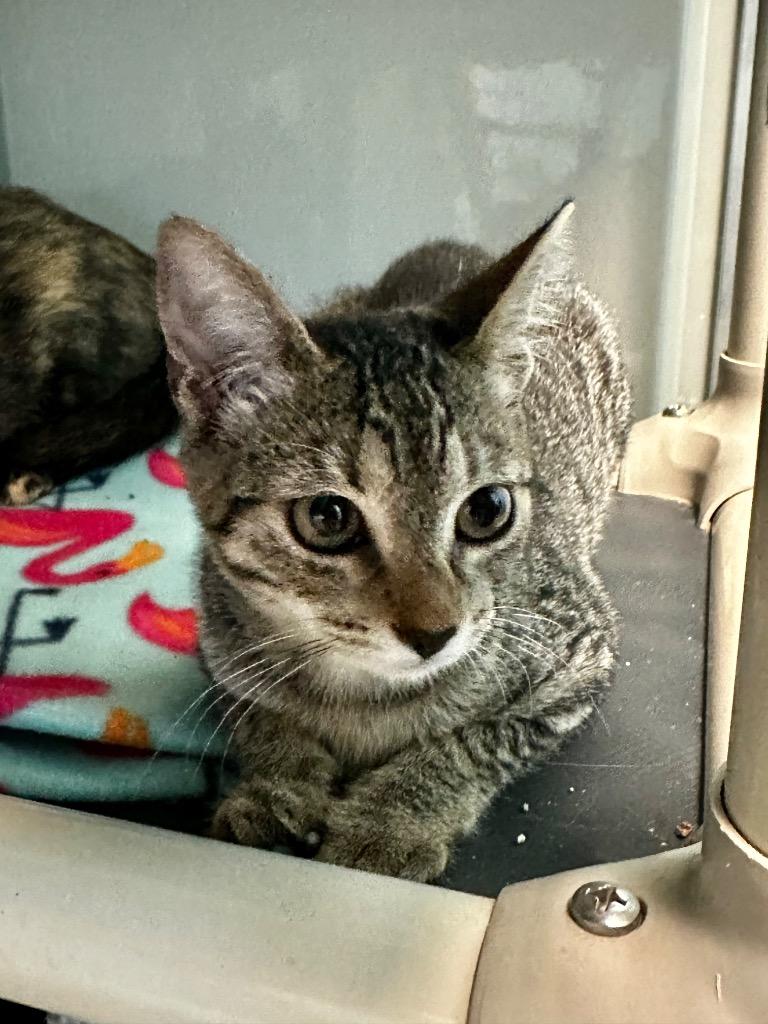 Enlarge Rolo, a Adoptable mixed breed in Cape Coral, FL image 2/2