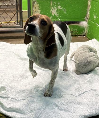 Daisy, Adoptable, Adult Female Beagle & Mixed Breed.