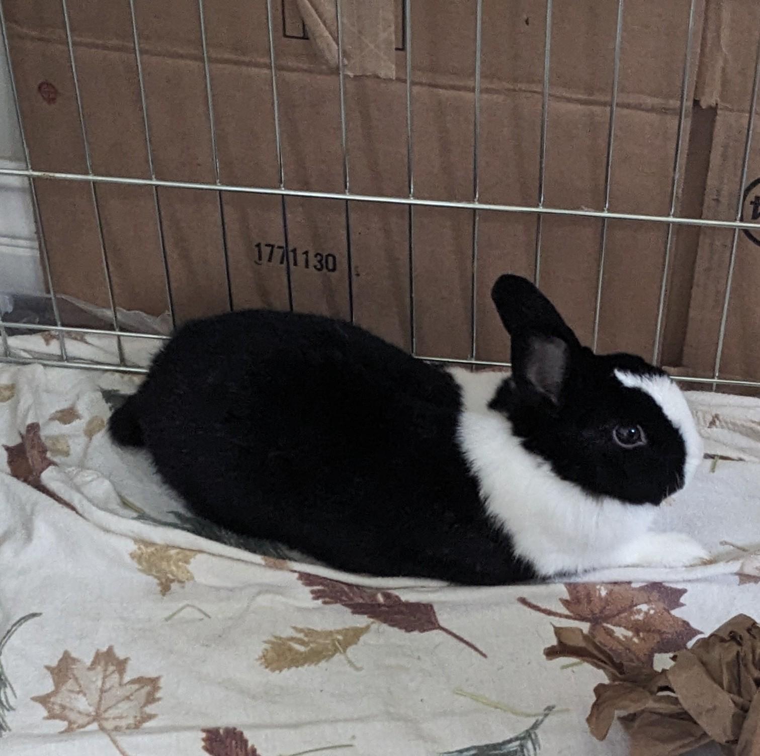 Rabbit for adoption - Dallas, a Dutch in Los Angeles, CA | Petfinder