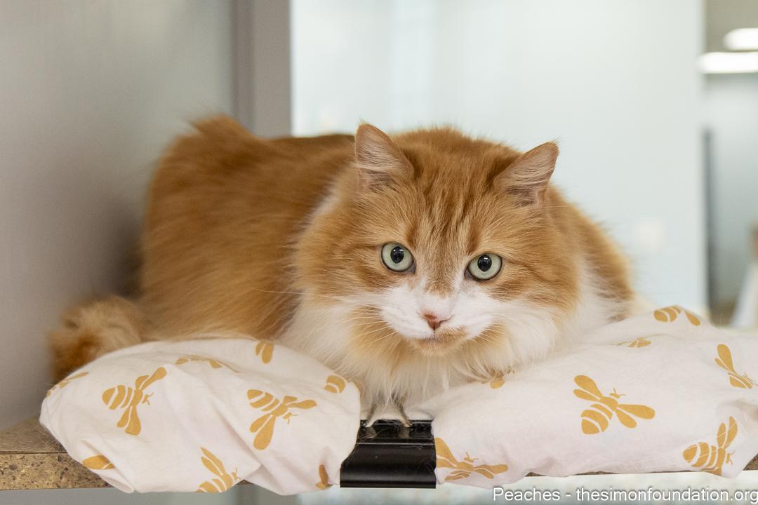 Enlarge Peaches, an adoptable Domestic Long Hair in Bloomfield, CT image 4/4