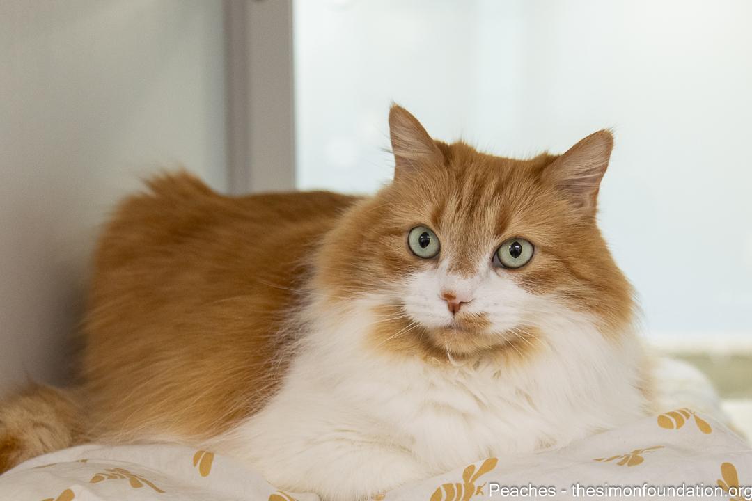 Enlarge Peaches, an adoptable Domestic Long Hair in Bloomfield, CT image 1/4