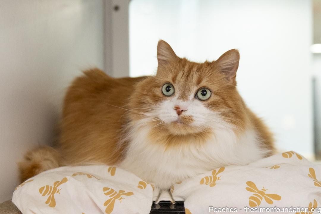 Enlarge Peaches, an adoptable Domestic Long Hair in Bloomfield, CT image 3/4