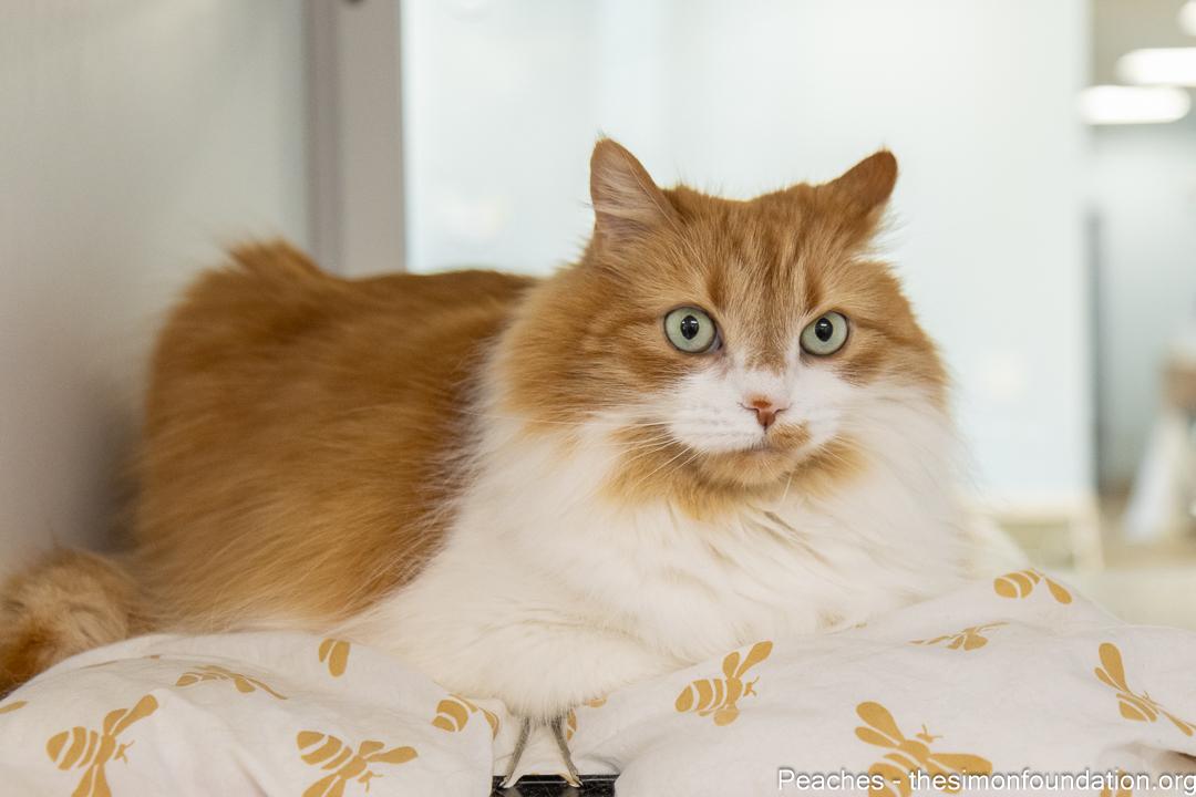 Enlarge Peaches, an adoptable Domestic Long Hair in Bloomfield, CT image 2/4