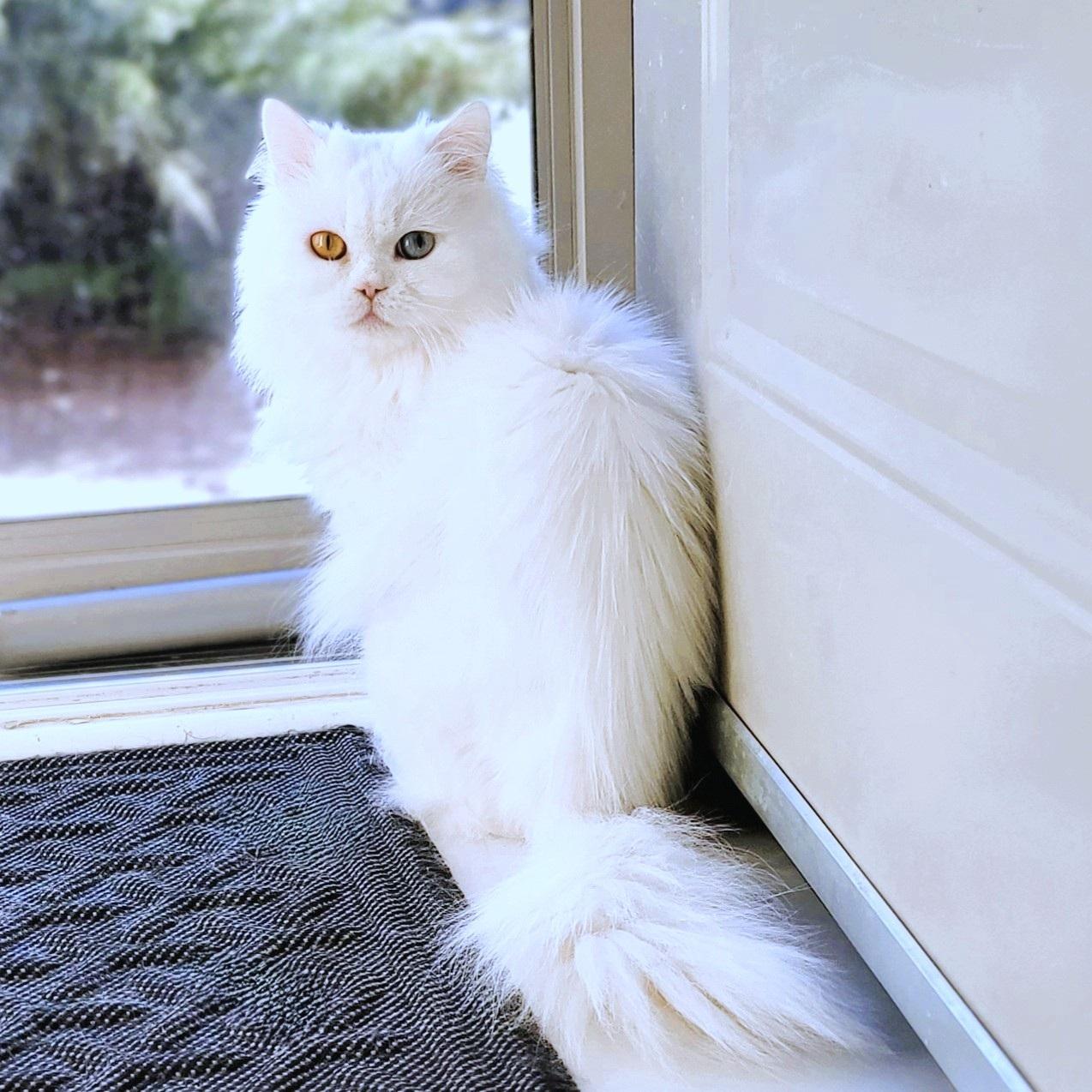 Prince Shiko (Deaf), an adoptable Persian in Mississauga, ON, L4W 2M9 | Photo Image 1