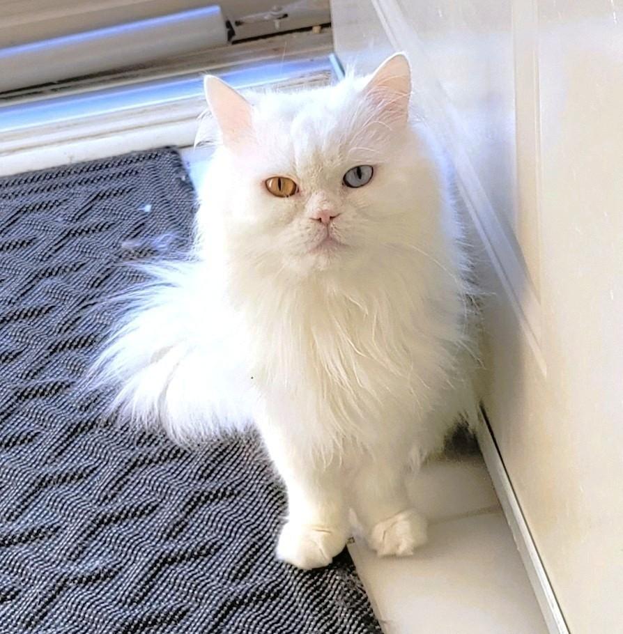 Prince Shiko (Deaf), an adoptable Persian in Mississauga, ON, L4W 2M9 | Photo Image 2