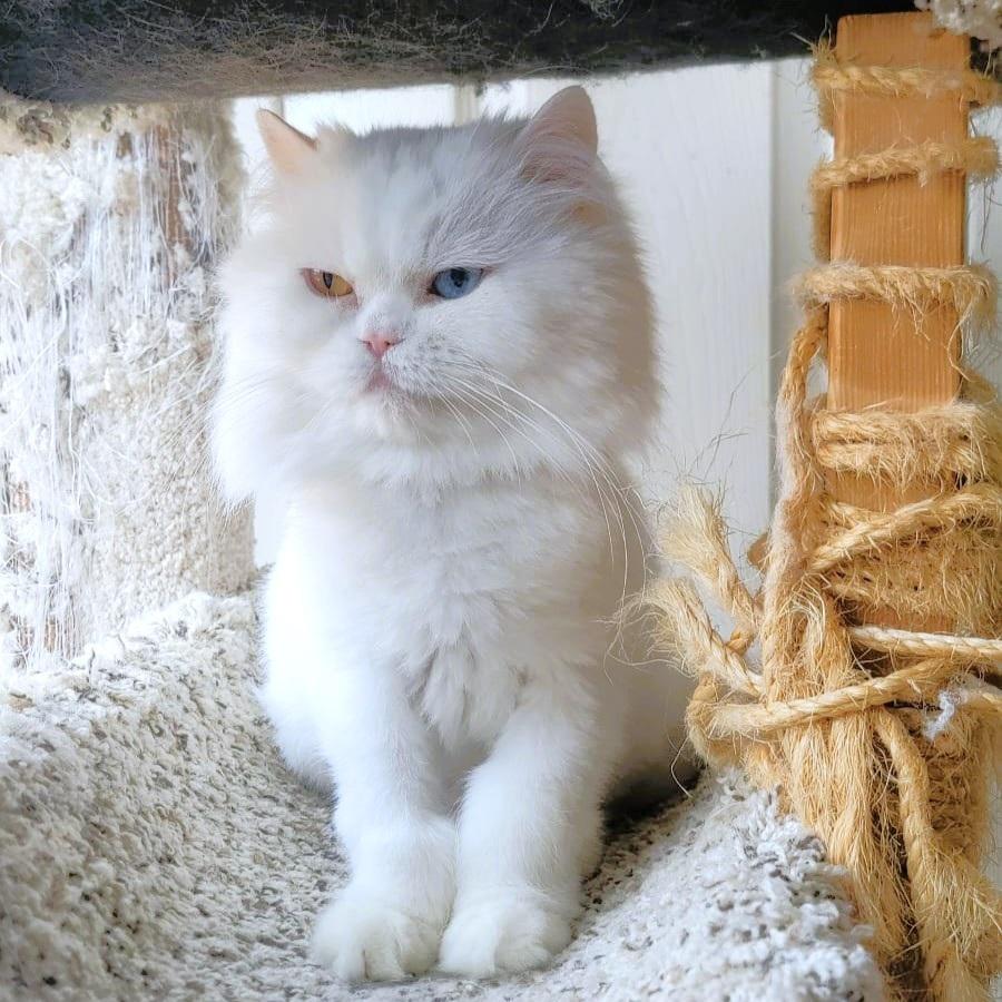 Prince Shiko (Deaf), an adoptable Persian in Mississauga, ON, L4W 2M9 | Photo Image 3