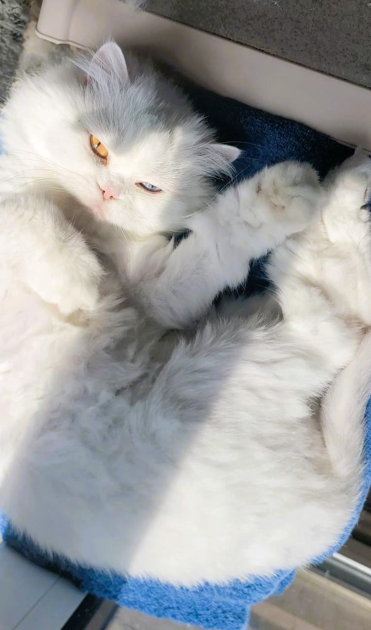 Prince Shiko (Deaf), an adoptable Persian in Mississauga, ON, L4W 2M9 | Photo Image 4