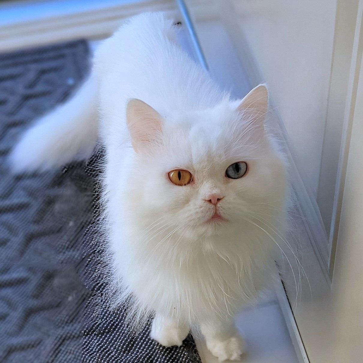Prince Shiko (Deaf), an adoptable Persian in Mississauga, ON, L4W 2M9 | Photo Image 5