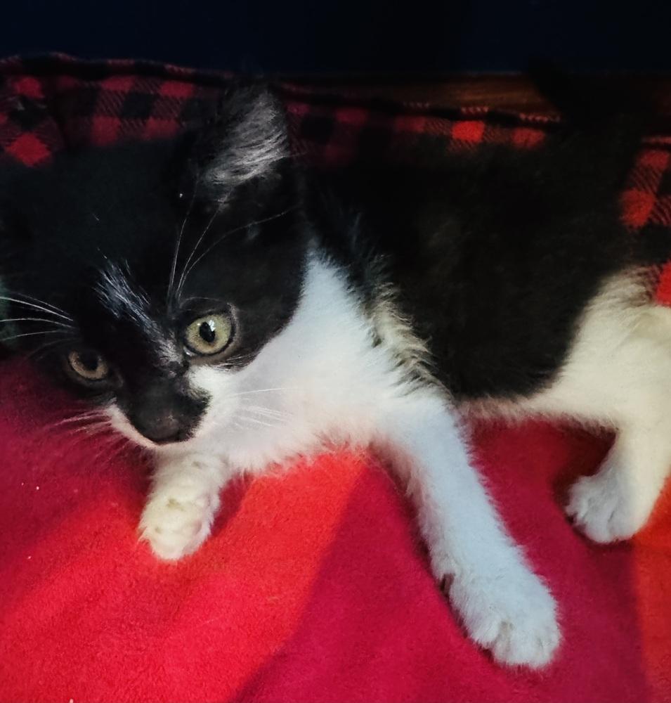 Custard, Adopted, Kitten Male Domestic Medium Hair.