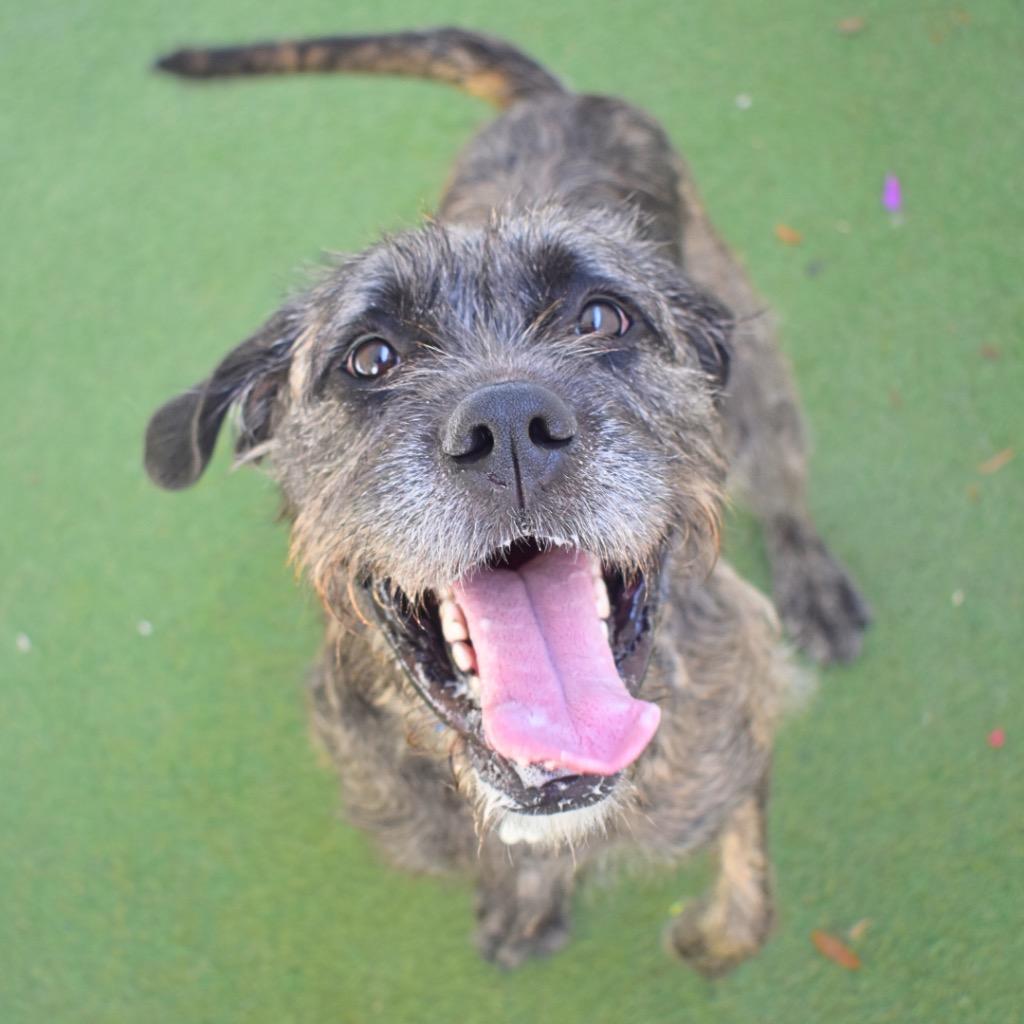 Sephora, Adoptable, Young Female Poodle & Cane Corso.