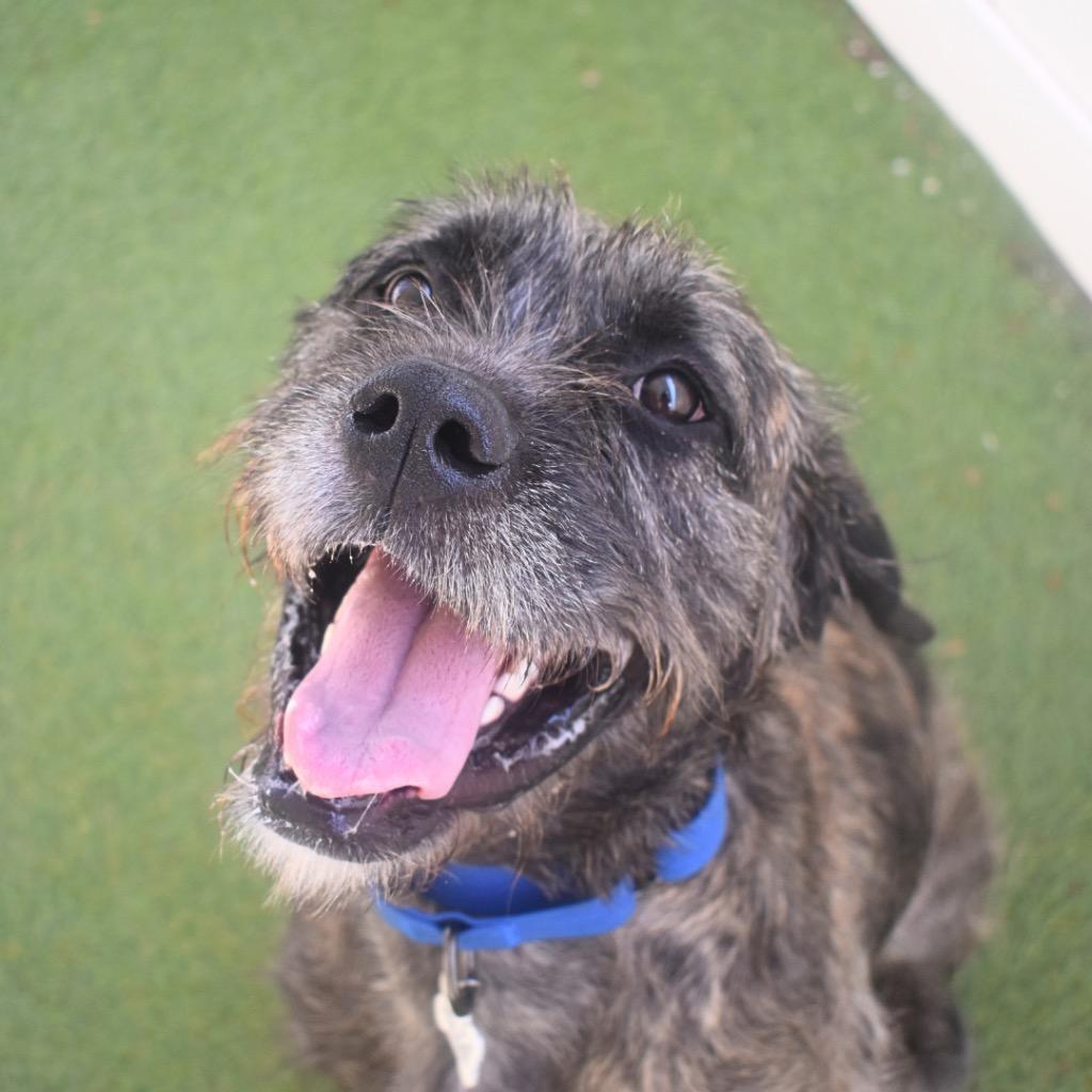 Sephora, a Adoptable mixed breed in Saint Petersburg, FL image 2/3