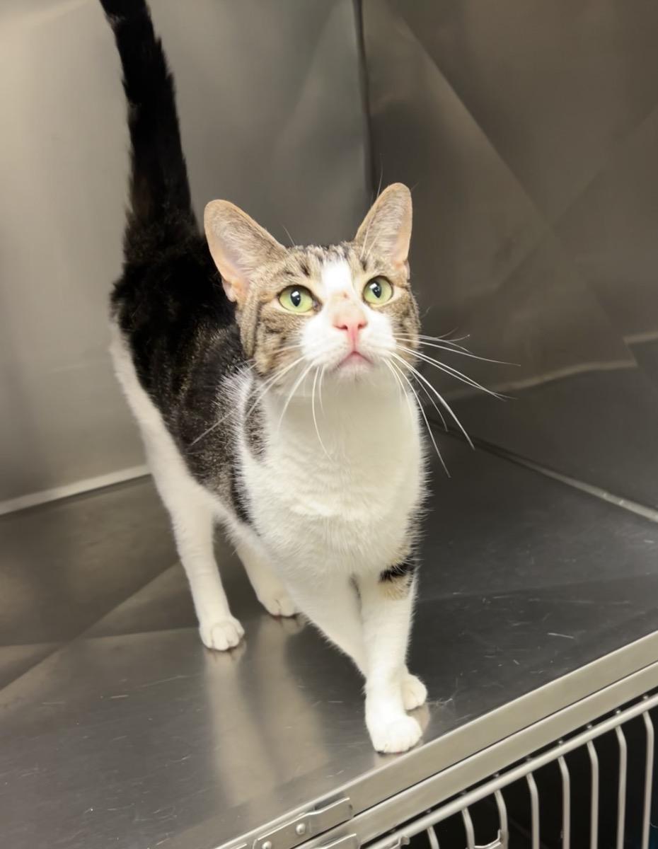 Joey, a Adoptable Domestic Short Hair in Montville, NJ image 2/3