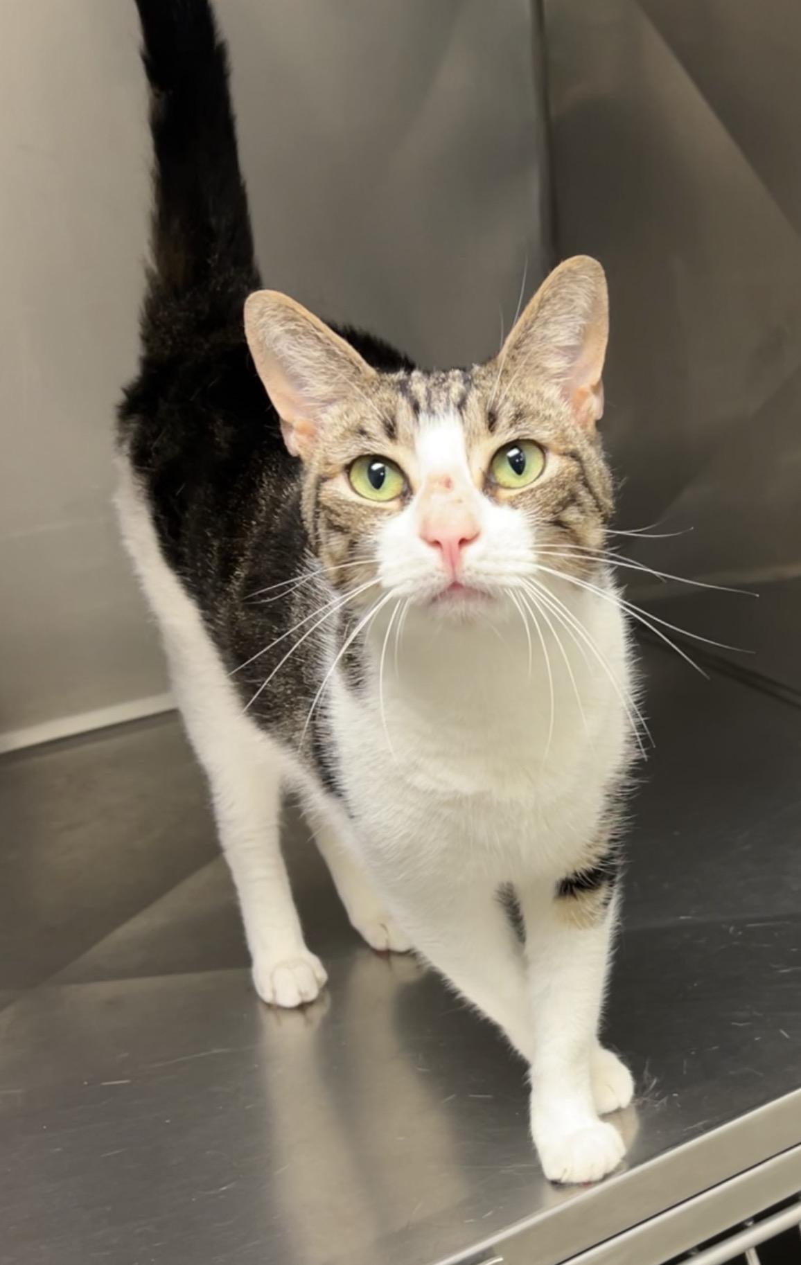 Joey, a Adoptable Domestic Short Hair in Montville, NJ image 3/3