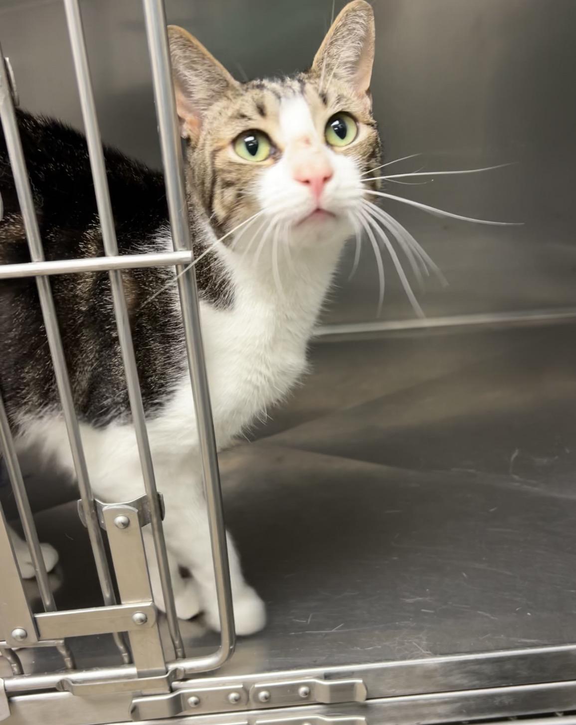 Joey, Adoptable, Adult Male Domestic Short Hair.