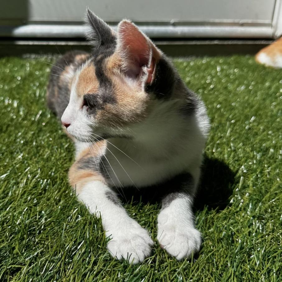 Clairbel, Adoptable, Kitten Female Domestic Short Hair.