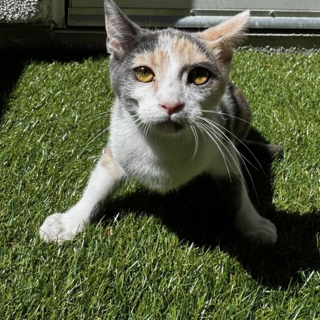 Enlarge Clairbel, a Adoptable Domestic Short Hair in Pleasanton, CA image 2/2