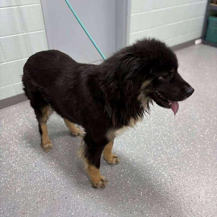 Enlarge Layla, a ADOPTABLE mixed breed in Bardstown, KY image 3/6