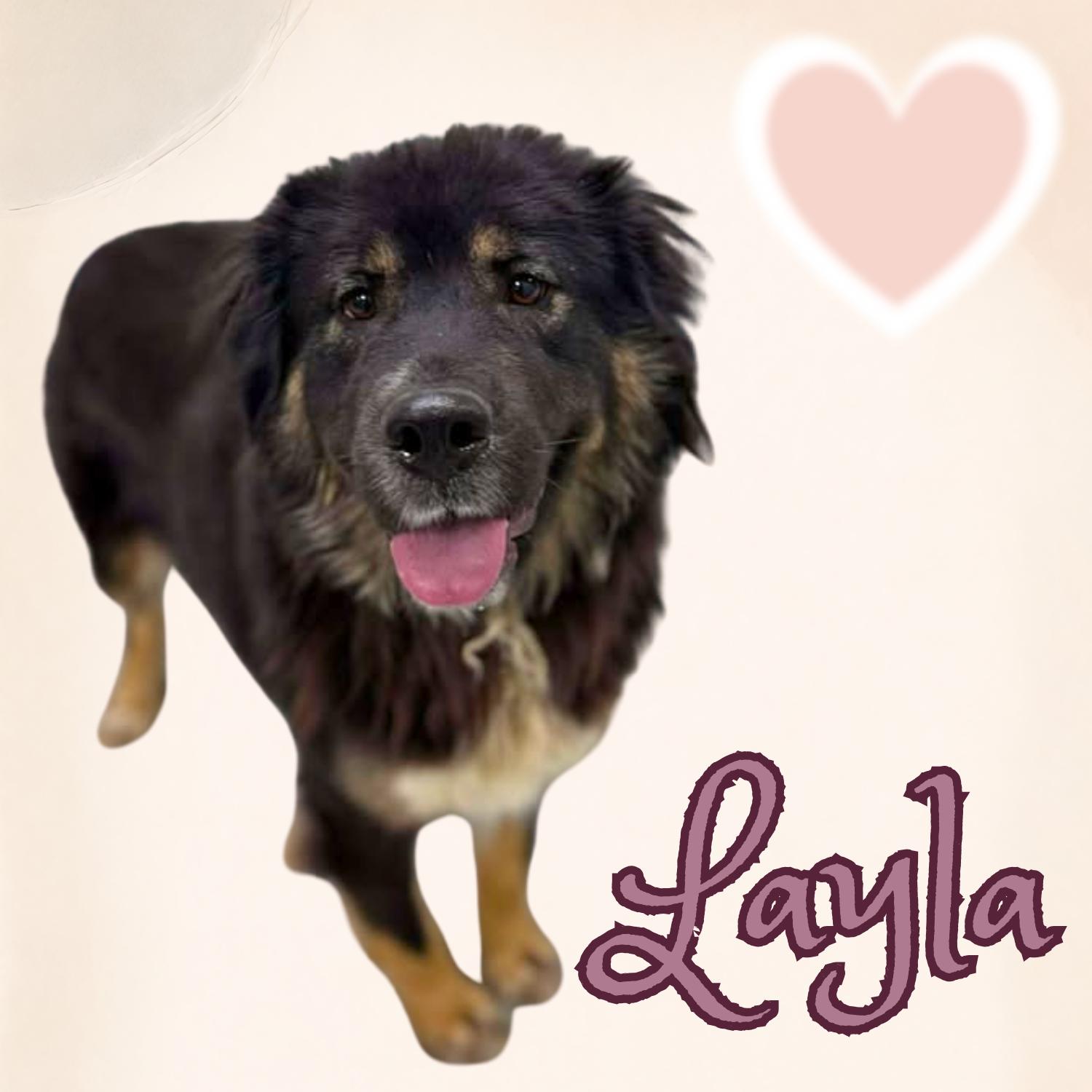 Layla, ADOPTABLE, Adult Female Great Pyrenees.