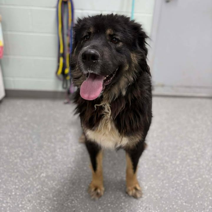 Enlarge Layla, a ADOPTABLE mixed breed in Bardstown, KY image 4/6