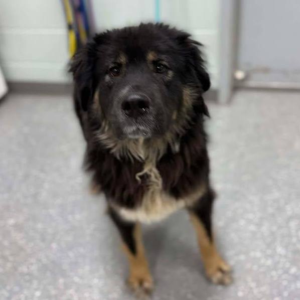 Enlarge Layla, a ADOPTABLE mixed breed in Bardstown, KY image 2/6