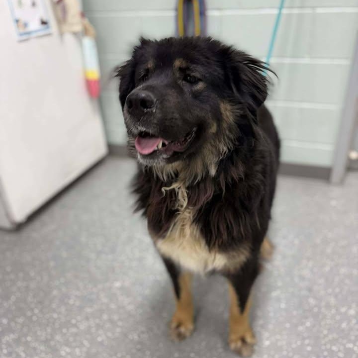 Enlarge Layla, a ADOPTABLE mixed breed in Bardstown, KY image 5/6