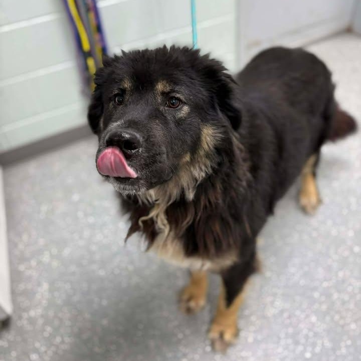 Enlarge Layla, a ADOPTABLE mixed breed in Bardstown, KY image 6/6