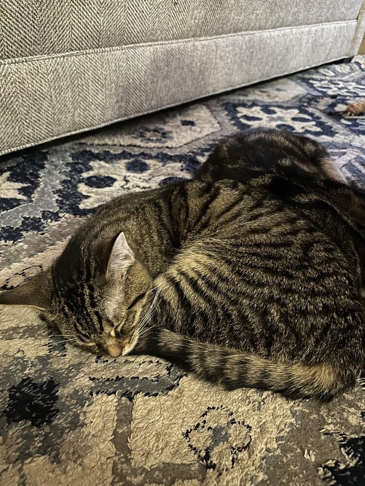 Camdon, Adoptable, Kitten Male Domestic Short Hair.