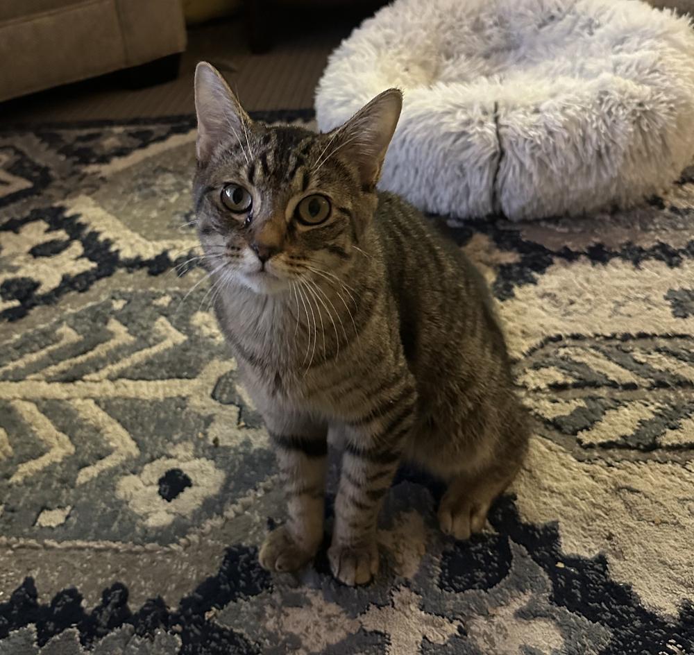 Camdon, a Adoptable mixed breed in South Bend, IN image 2/6