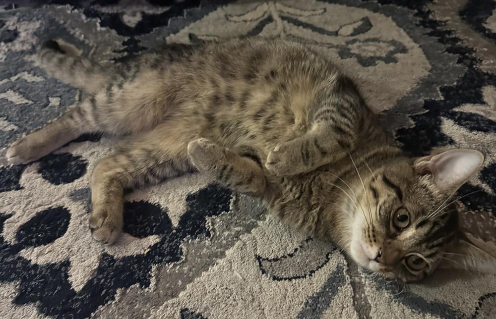 Camdon, a Adoptable mixed breed in South Bend, IN image 3/6