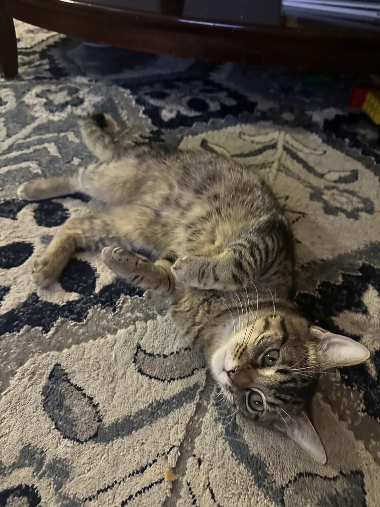 Camdon, a Adoptable mixed breed in South Bend, IN image 4/6