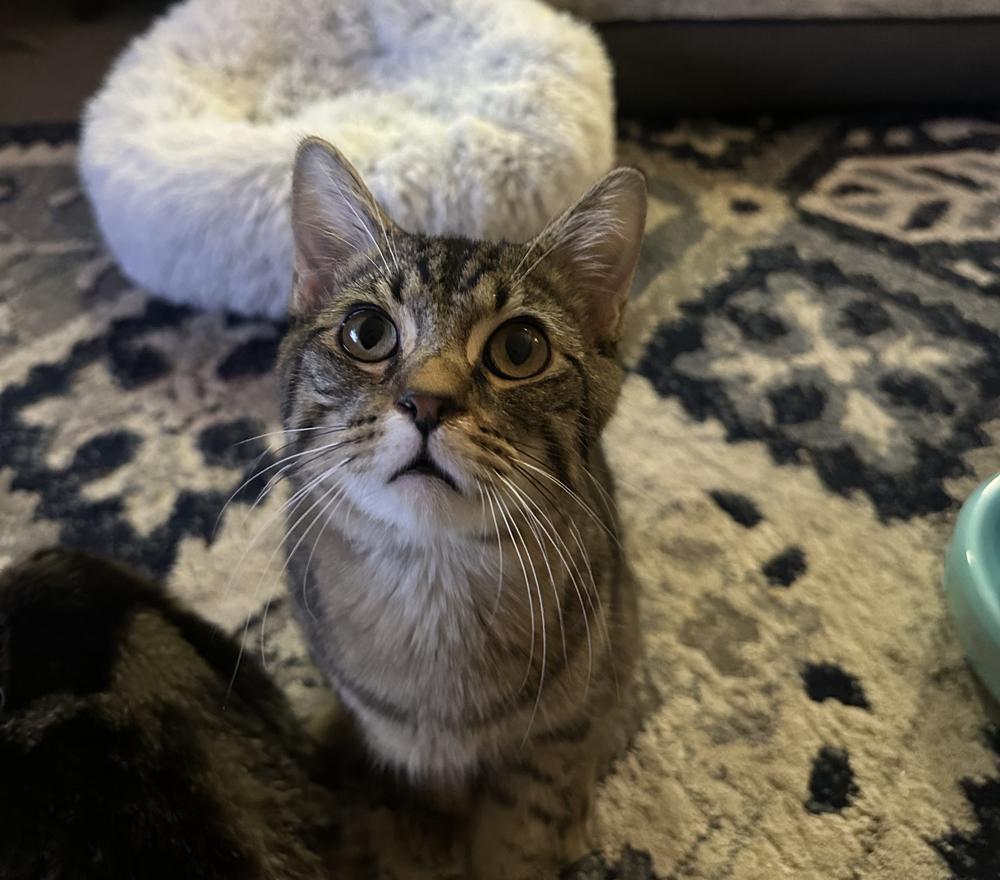 Camdon, a Adoptable mixed breed in South Bend, IN image 5/6