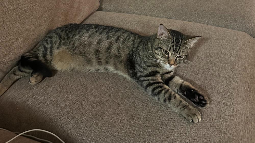 Camdon, a Adoptable mixed breed in South Bend, IN image 6/6